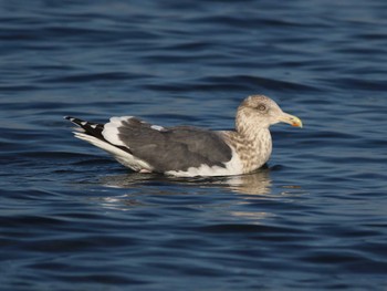 Slaty-backed Gull 馬堀海岸 Fri, 12/29/2023