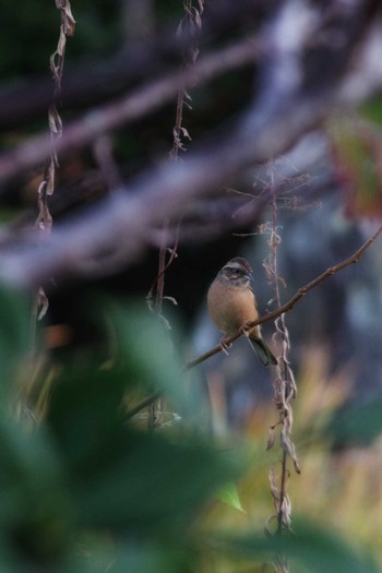 Sun, 10/28/2018 Birding report at 千葉県館山市