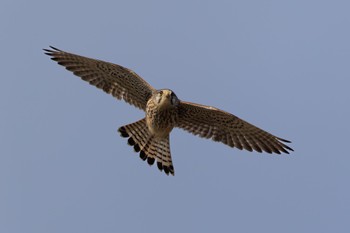 Common Kestrel 近所の畑 Tue, 1/9/2024