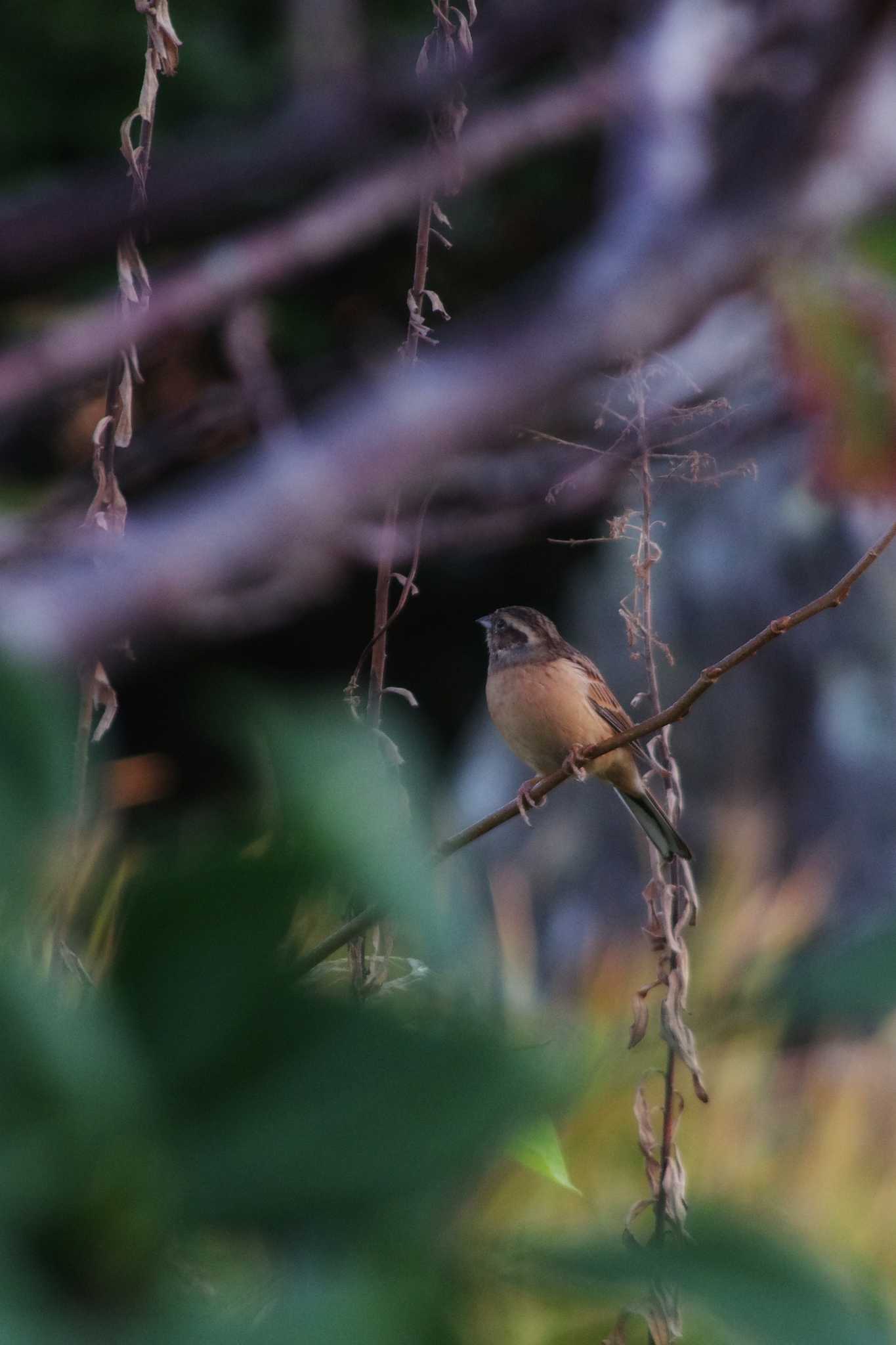 Common Reed Bunting