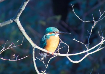 Common Kingfisher Inokashira Park Mon, 1/8/2024