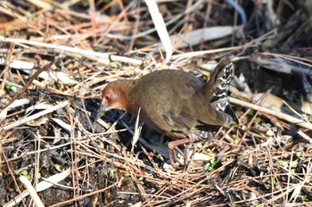 ヒクイナ 舞岡公園 2024年1月8日(月)