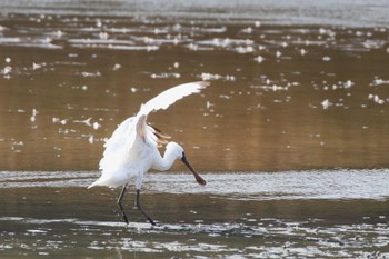 Black-faced Spoonbill 兵庫県明石市 Sun, 1/7/2024