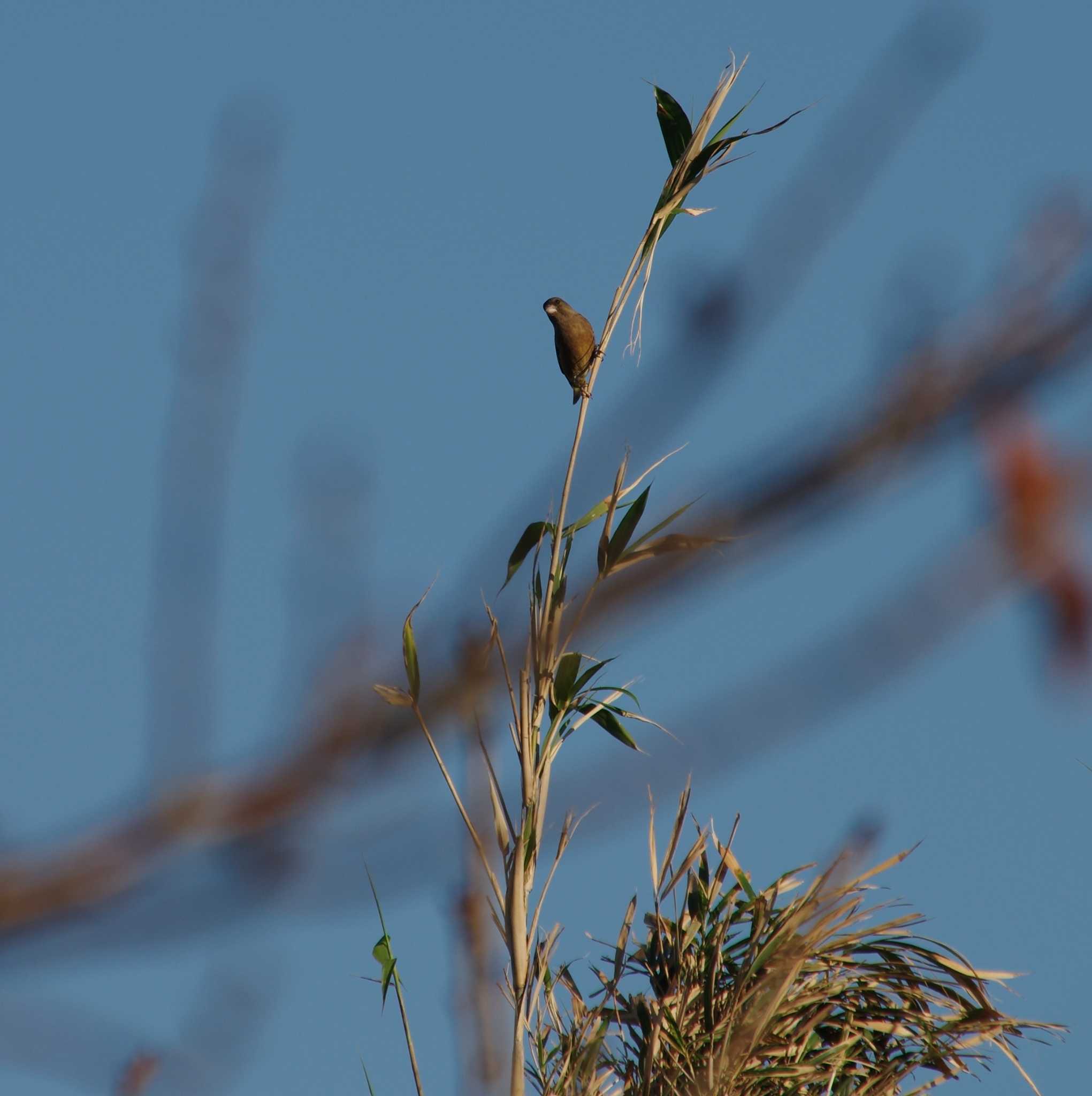 Grey-capped Greenfinch