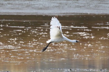 Black-faced Spoonbill 兵庫県明石市 Sun, 1/7/2024