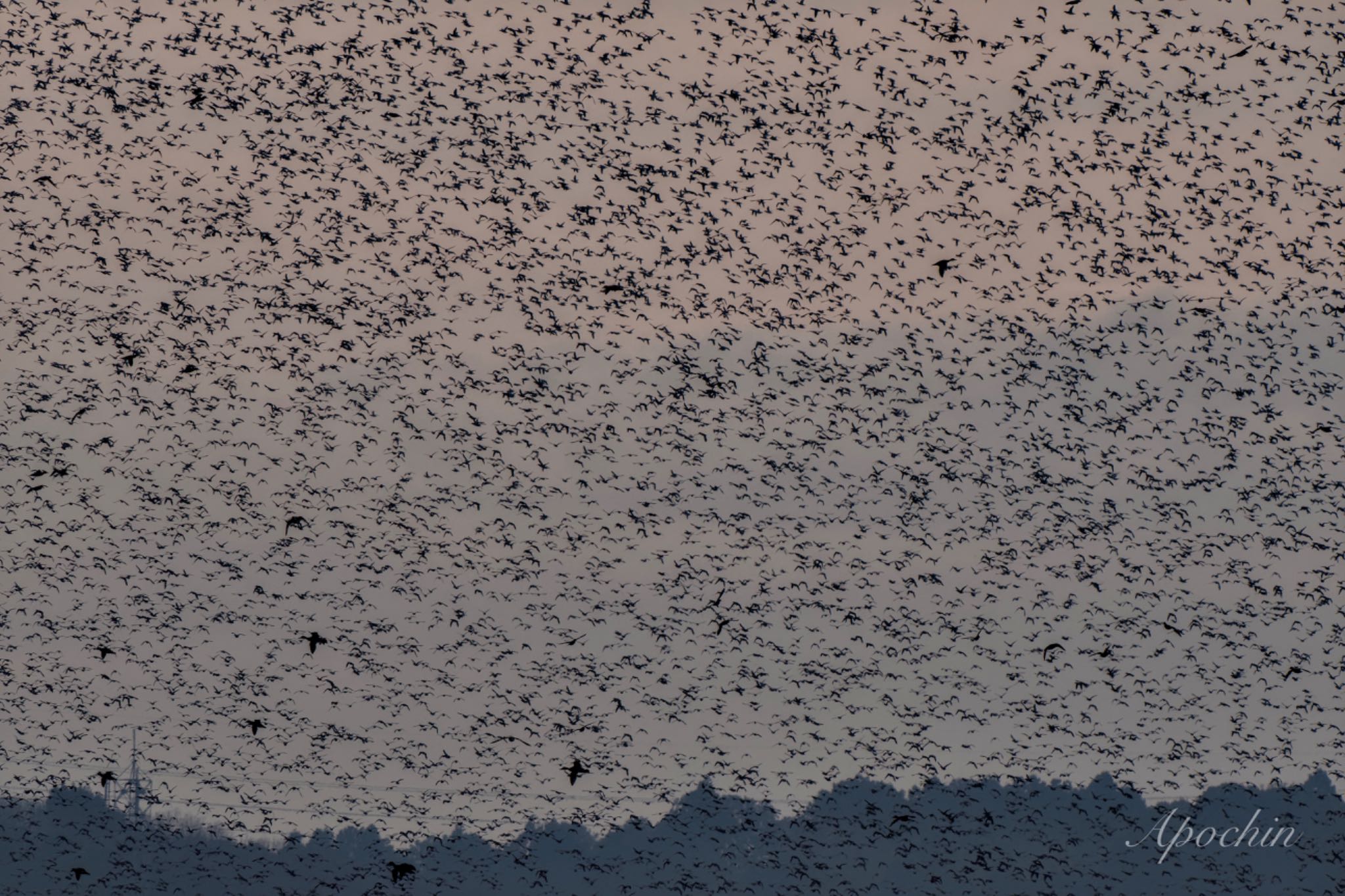 Baikal Teal