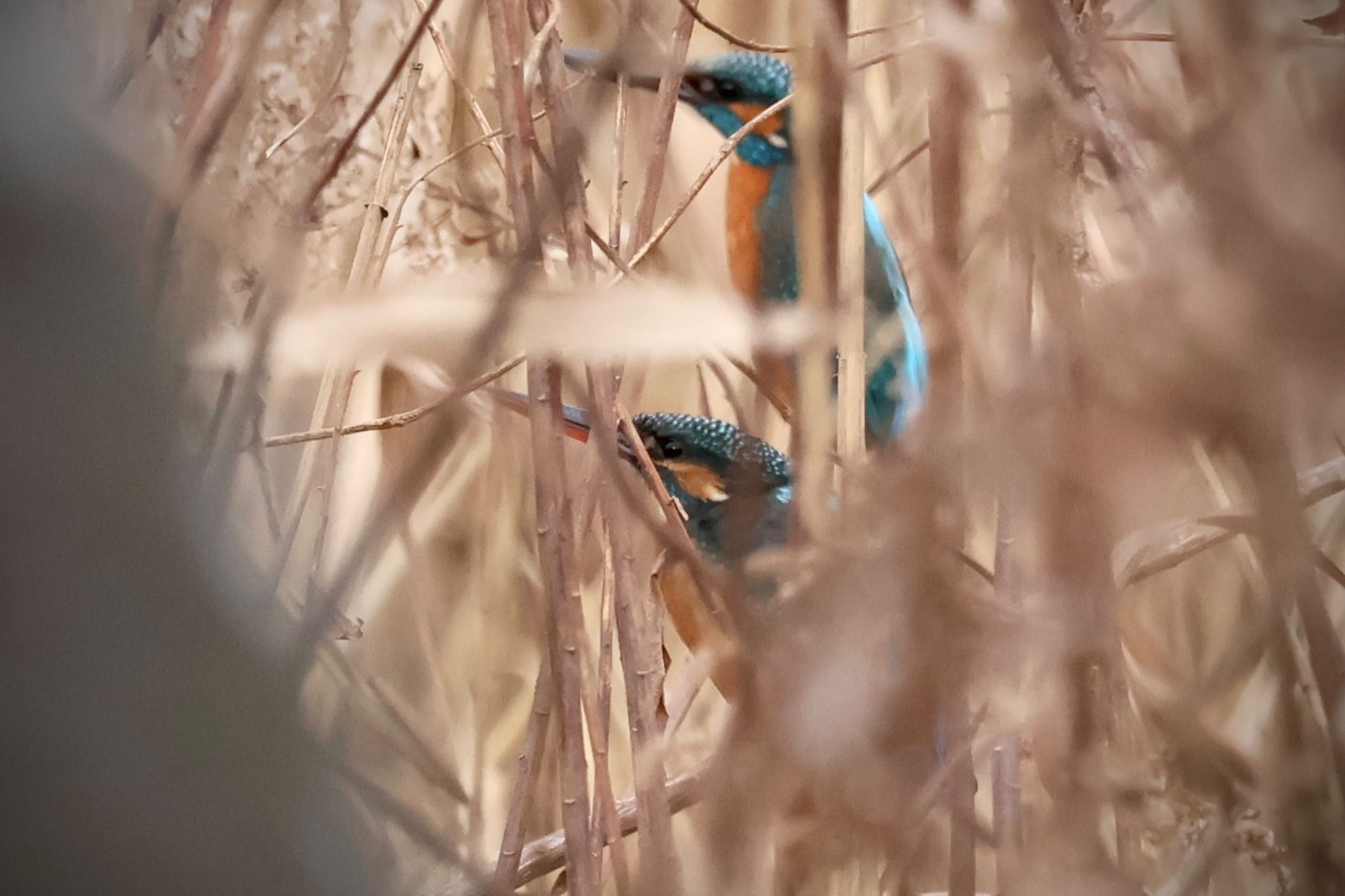 Common Kingfisher