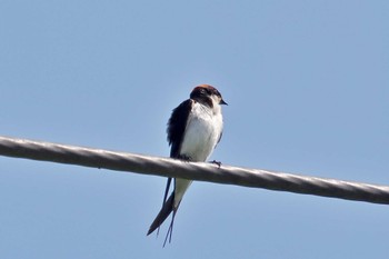 Wire-tailed Swallow