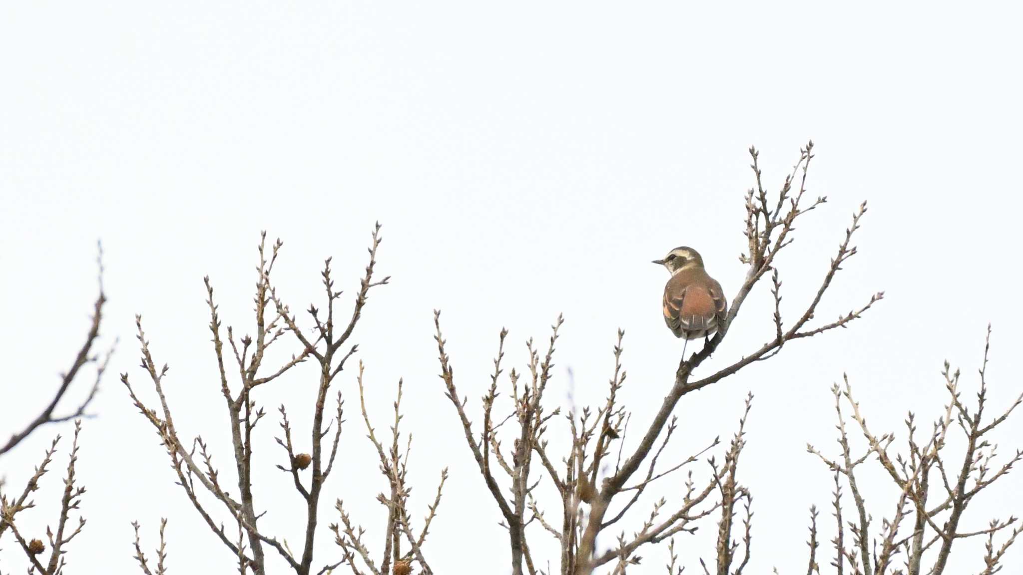 Dusky Thrush