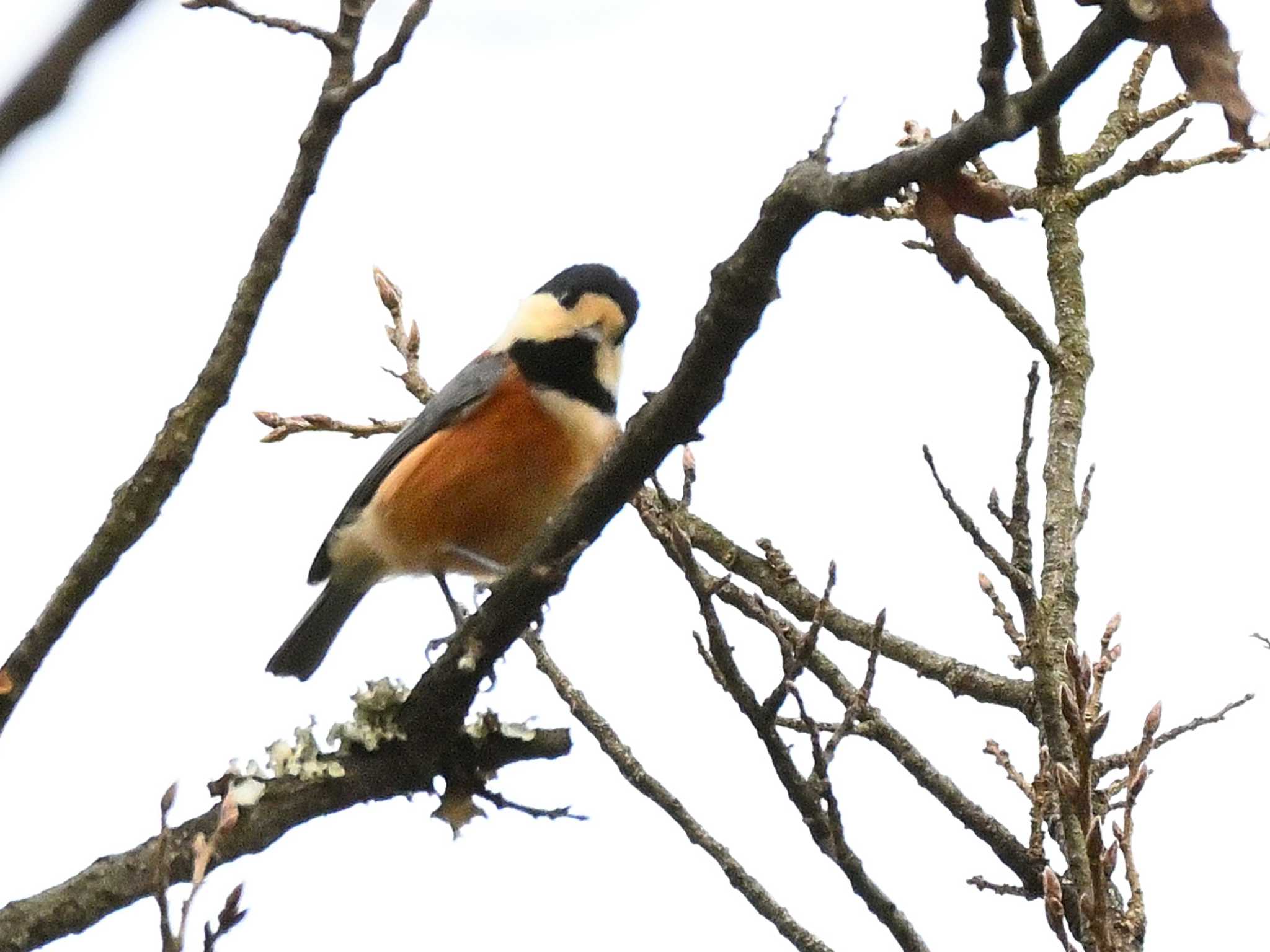 Varied Tit