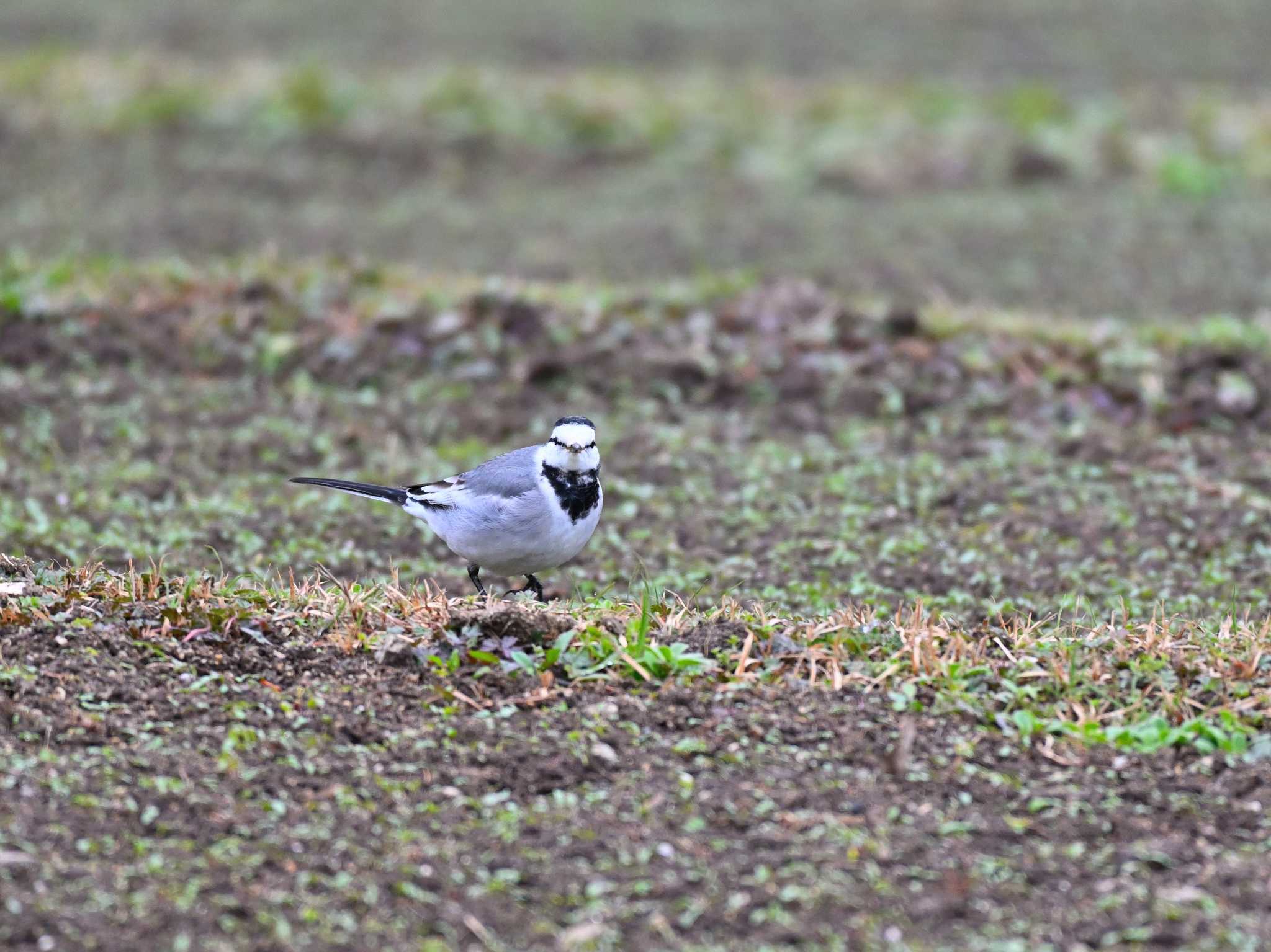 White Wagtail