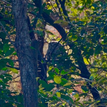 Snowy Owl Mizumoto Park Fri, 12/29/2023