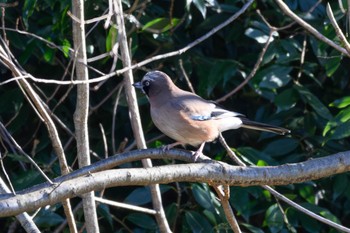 Eurasian Jay 追分市民の森 Mon, 1/8/2024