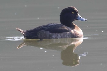 キンクロハジロ 明石公園 2023年12月10日(日)