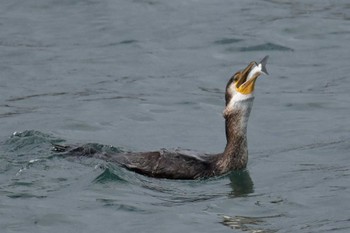 ウミウ 銚子漁港 2023年12月30日(土)