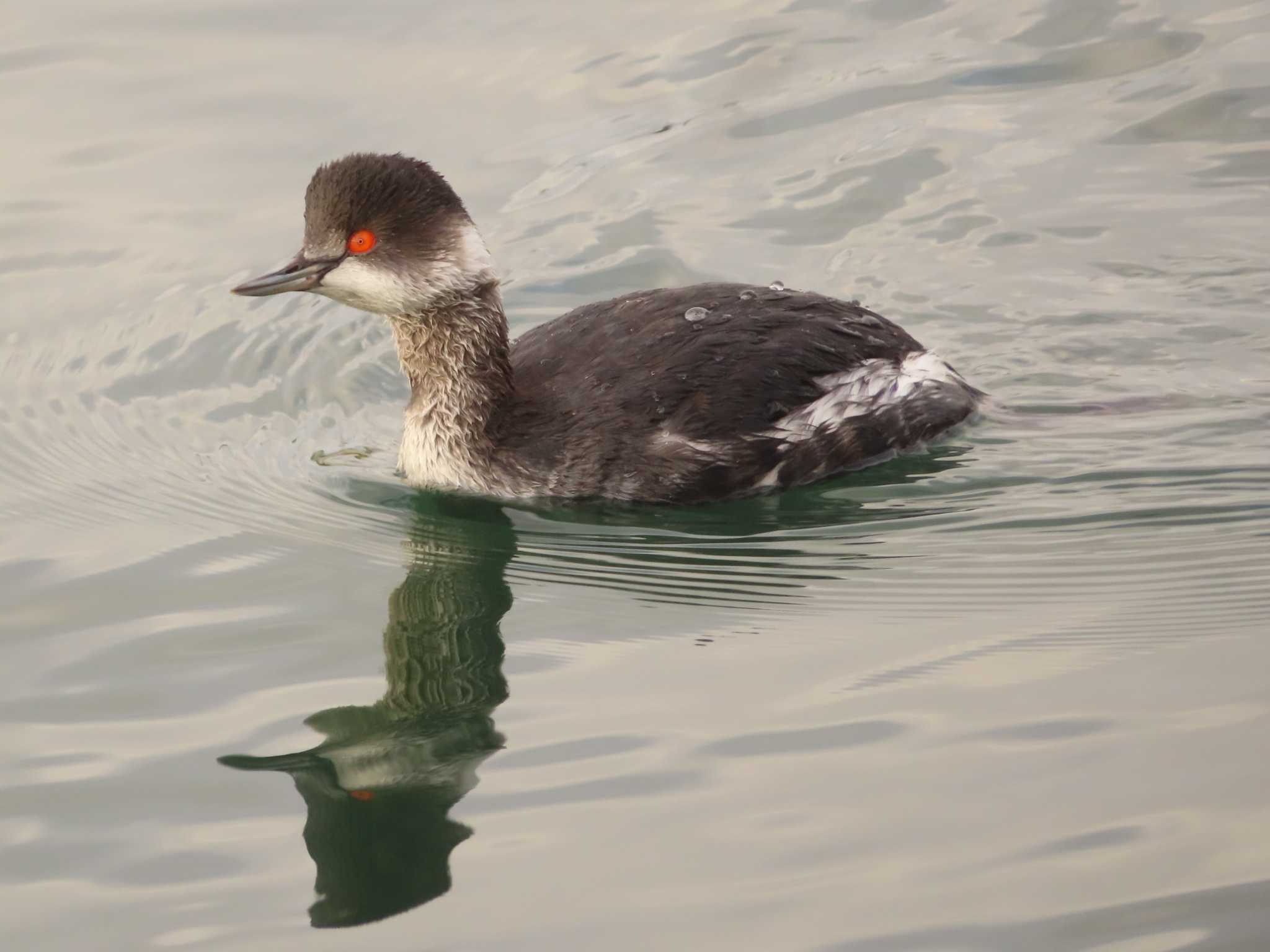 Black-necked Grebe