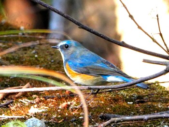 Red-flanked Bluetail 稲佐山公園 Tue, 1/9/2024