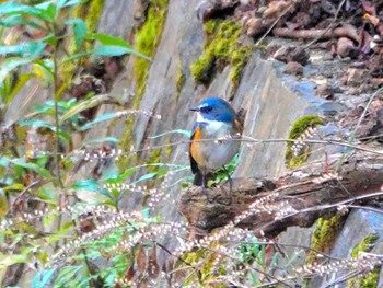 Red-flanked Bluetail 稲佐山公園 Tue, 1/9/2024