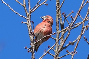 Red Crossbill 西湖野鳥の森公園 Mon, 1/8/2024