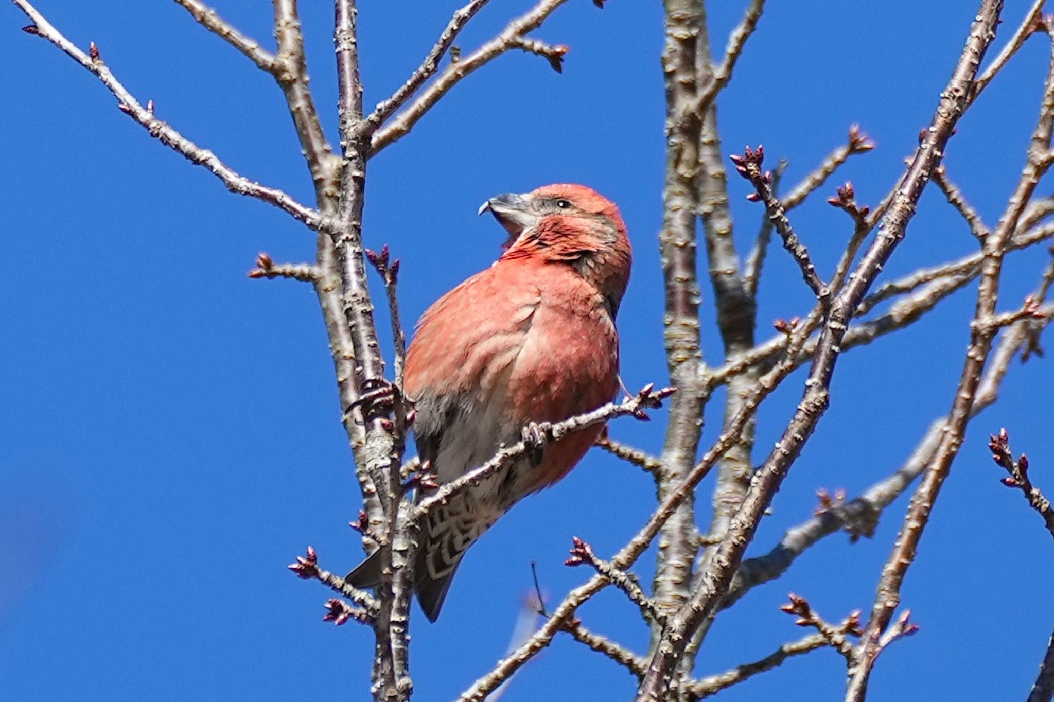 Photo of Red Crossbill at 西湖野鳥の森公園 by あらどん
