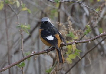 Daurian Redstart 和歌山森林公園 Mon, 1/8/2024