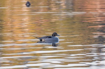 Northern Pintail 千波湖 Sat, 1/6/2024