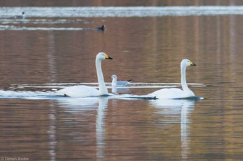 Whooper Swan 千波湖 Sat, 1/6/2024