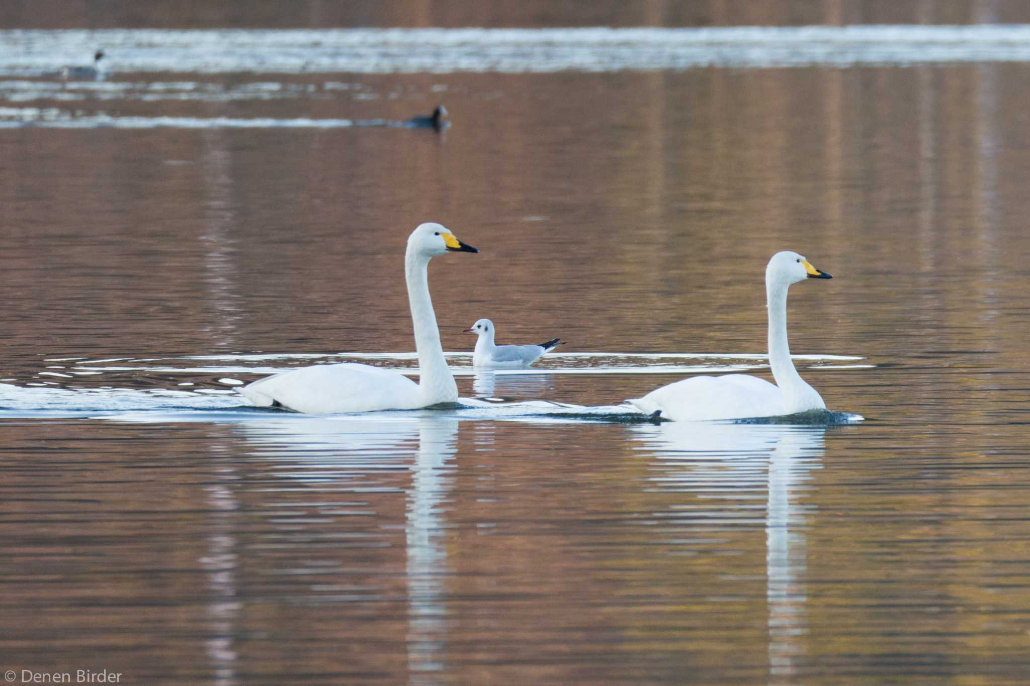 千波湖 オオハクチョウの写真 by 田園Birder