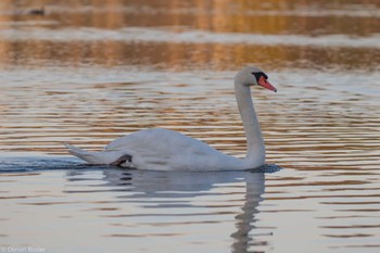 Mute Swan 千波湖 Sat, 1/6/2024