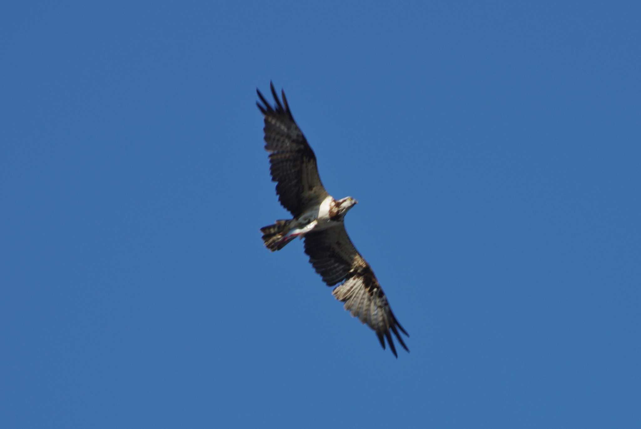 Osprey