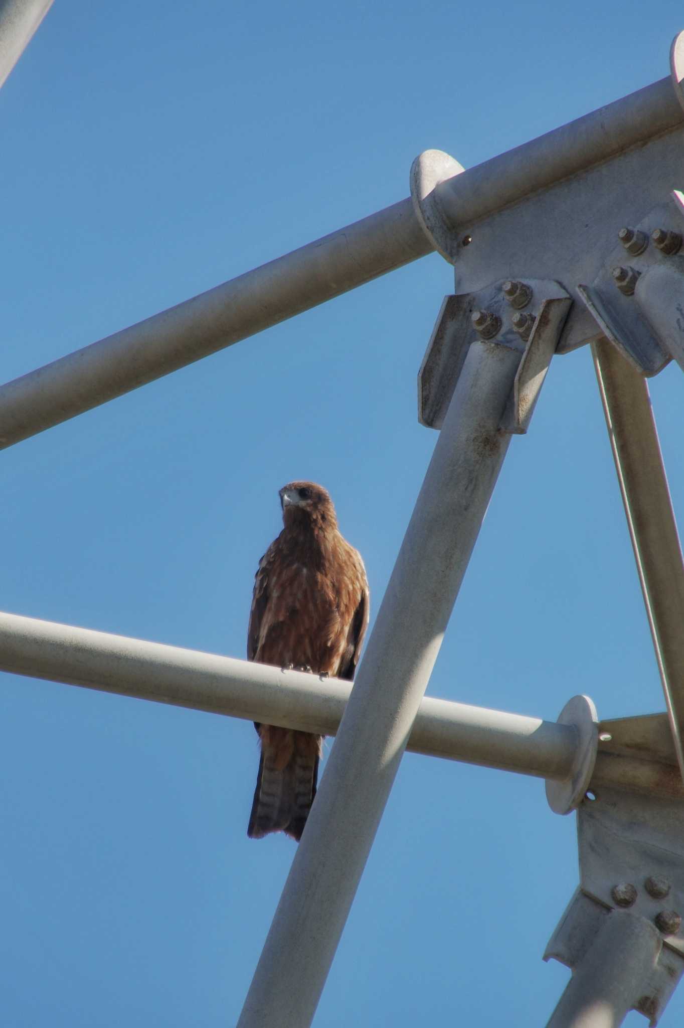 Black Kite