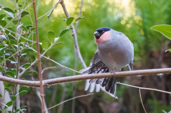 2024年1月4日(木) 大町自然観察園の野鳥観察記録