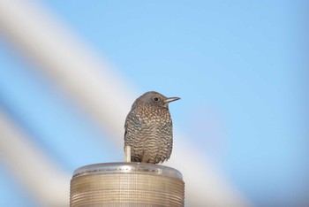 Blue Rock Thrush 東品川海上公園(東京都品川区) Wed, 1/10/2024