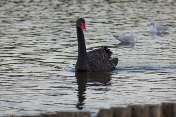 Black Swan 千波湖 Sat, 1/6/2024