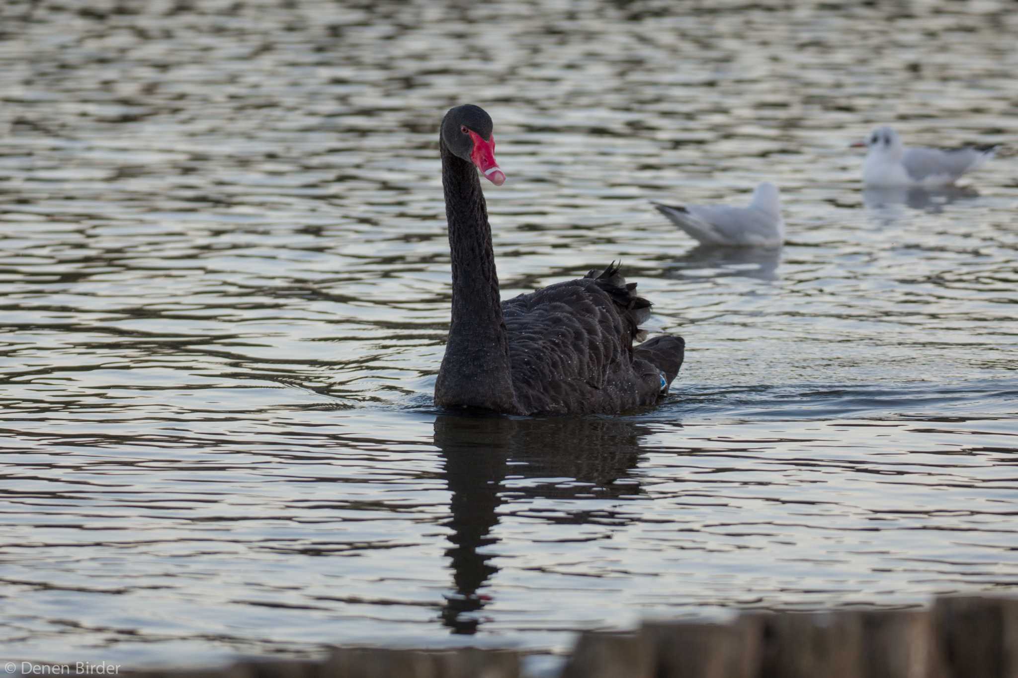 Photo of Black Swan at 千波湖 by 田園Birder