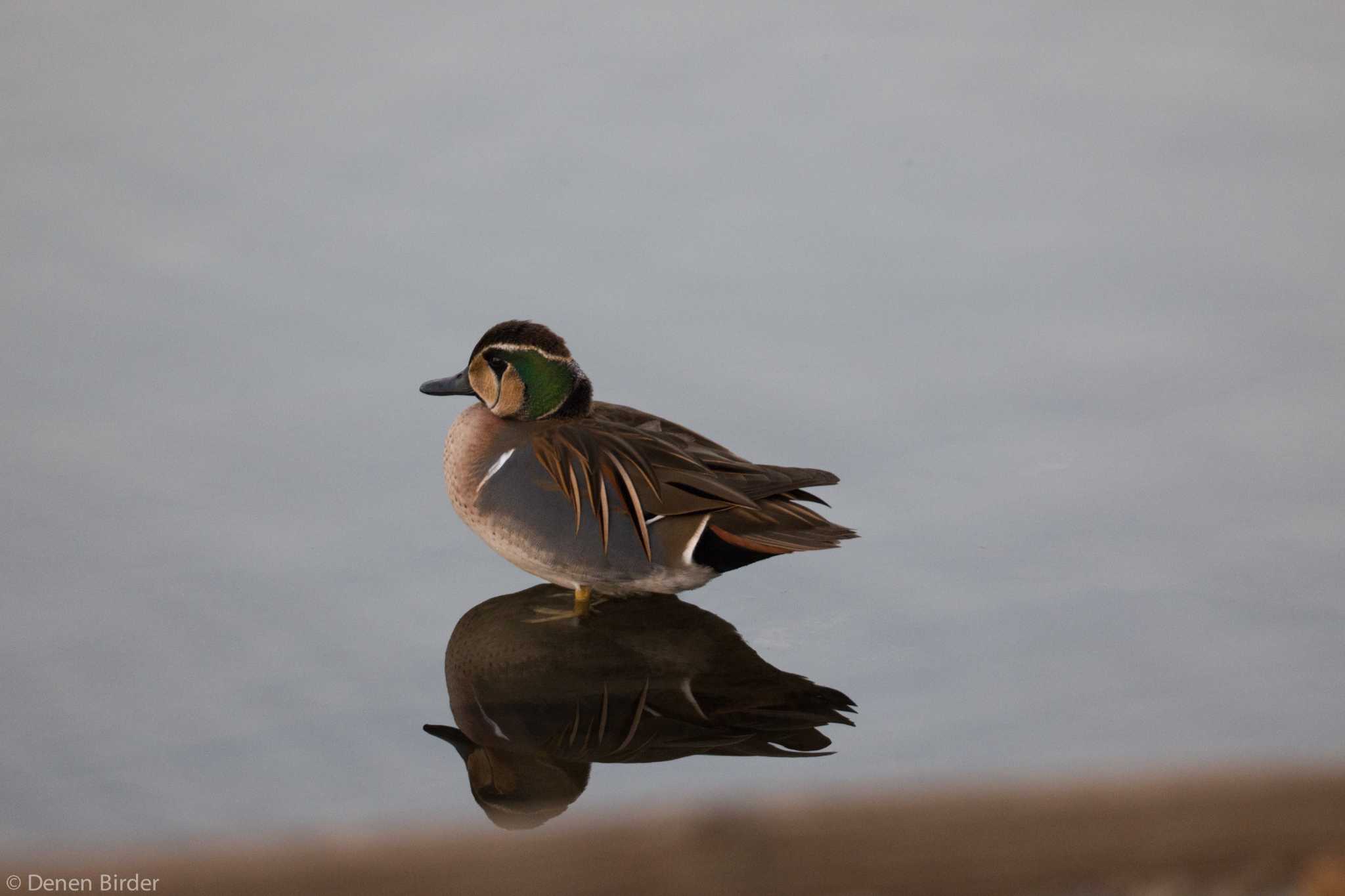 あら、ここにも来てたのですか by 田園Birder