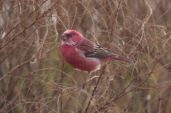 Pallas's Rosefinch 岡谷林道 Wed, 1/3/2024