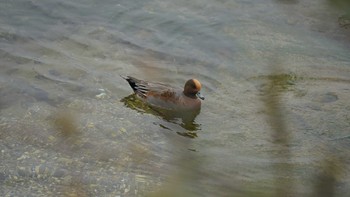 Eurasian Wigeon 鴨居港 Sun, 11/4/2018