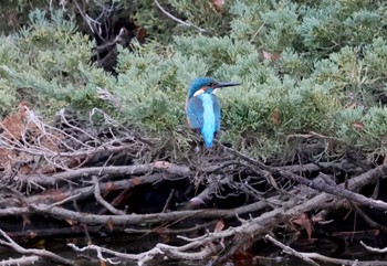 カワセミ 大池親水公園 2024年1月3日(水)