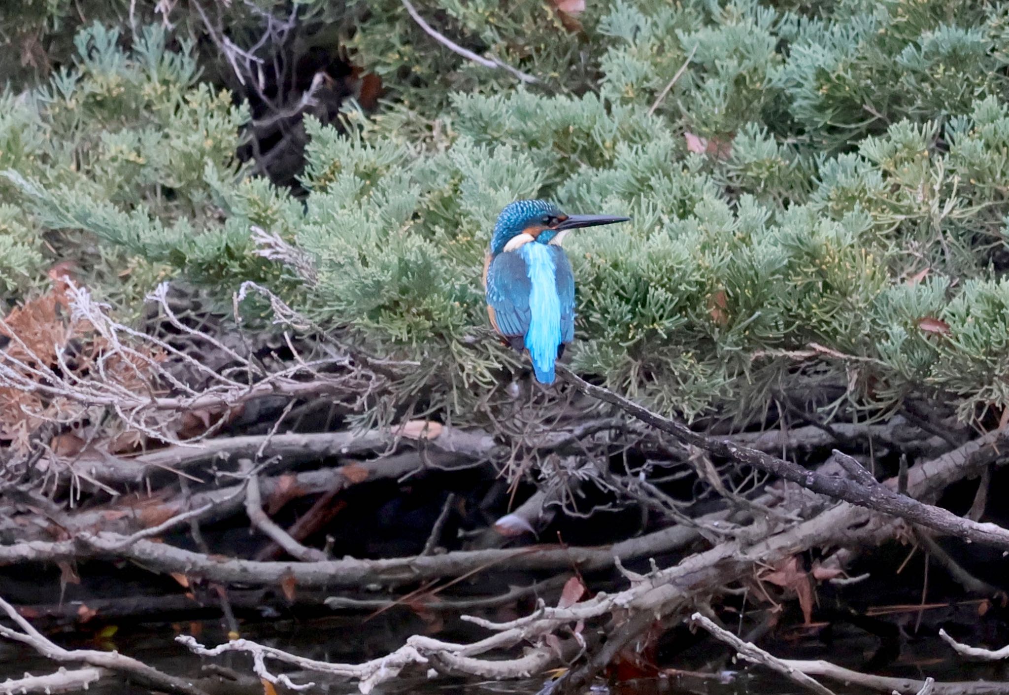 Common Kingfisher