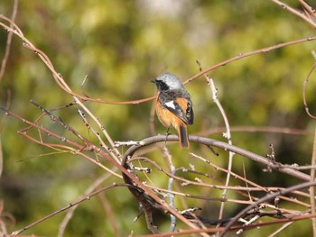 Daurian Redstart 稲佐山公園 Tue, 1/9/2024