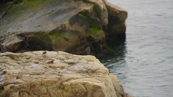 Blue Rock Thrush 観音崎 Sun, 11/4/2018