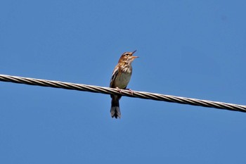 White-browed Scrub Robin