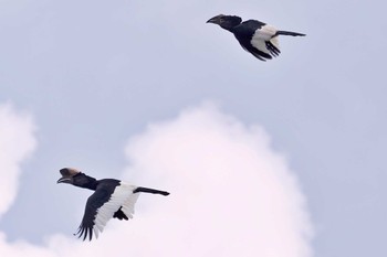 Black-and-white-casqued Hornbill Amboseli National Park Tue, 1/2/2024