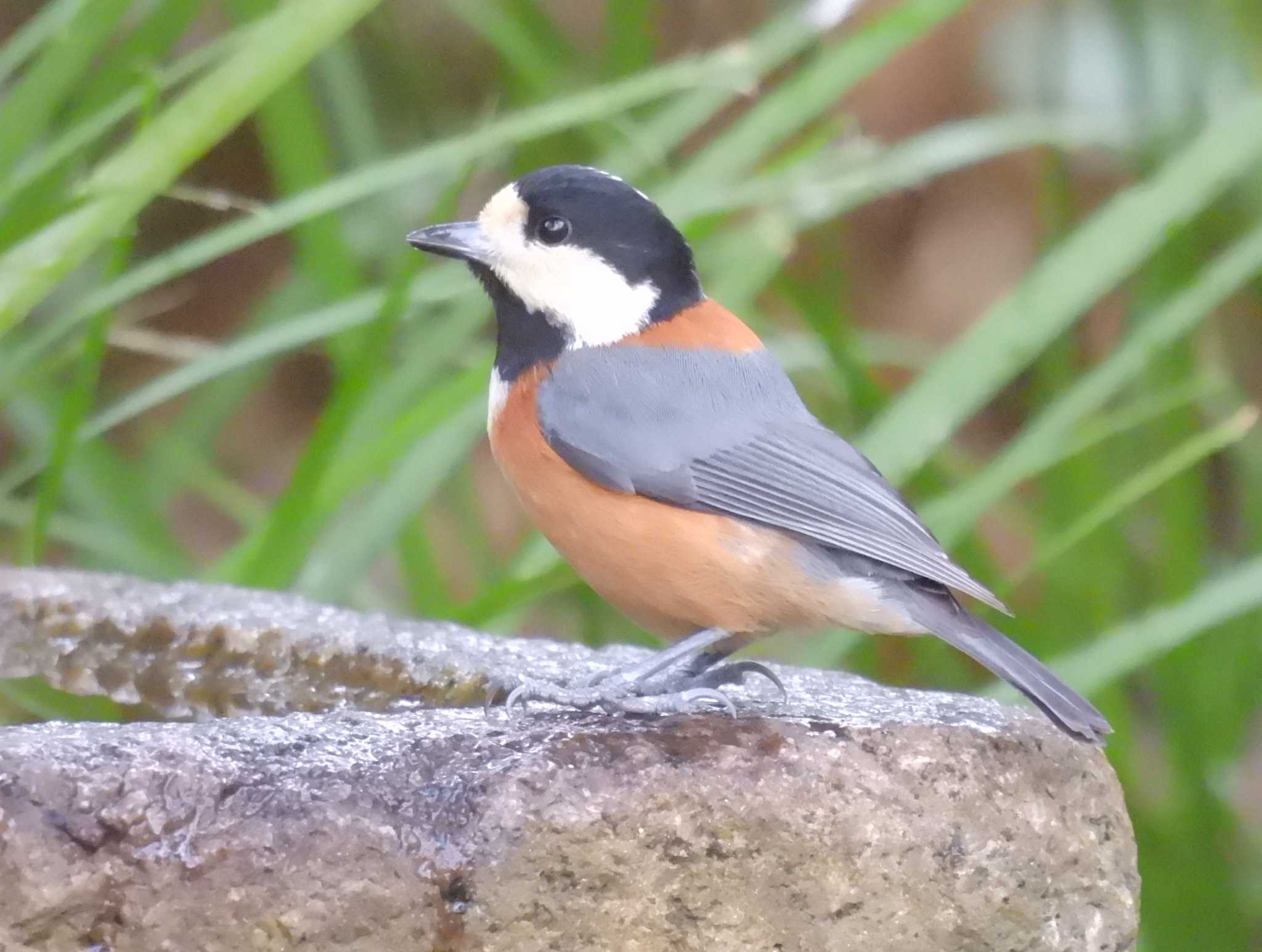 Varied Tit