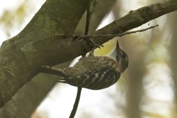 2018年11月4日(日) 滋賀県希望が丘文化公園の野鳥観察記録