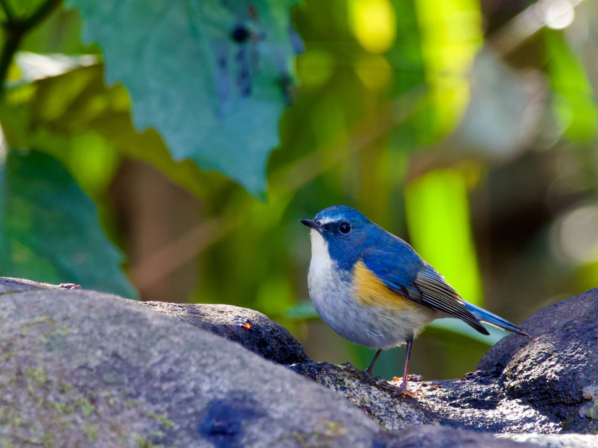 Red-flanked Bluetail