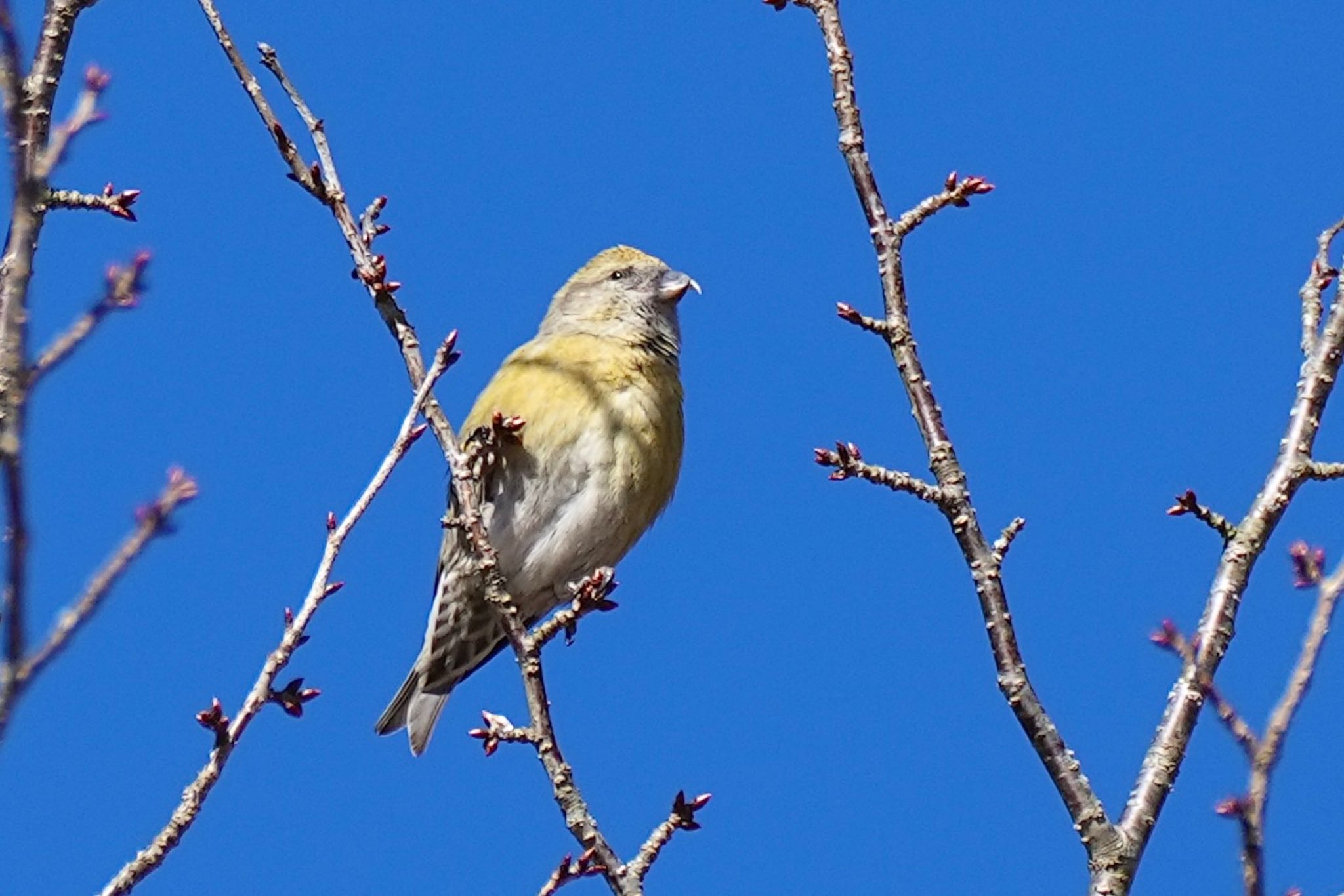 Photo of Red Crossbill at 西湖野鳥の森公園 by あらどん