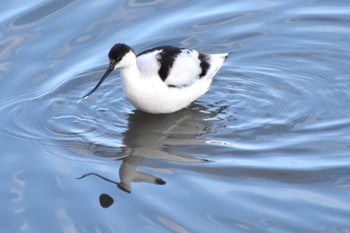 ソリハシセイタカシギ 米子水鳥公園 2024年1月8日(月)