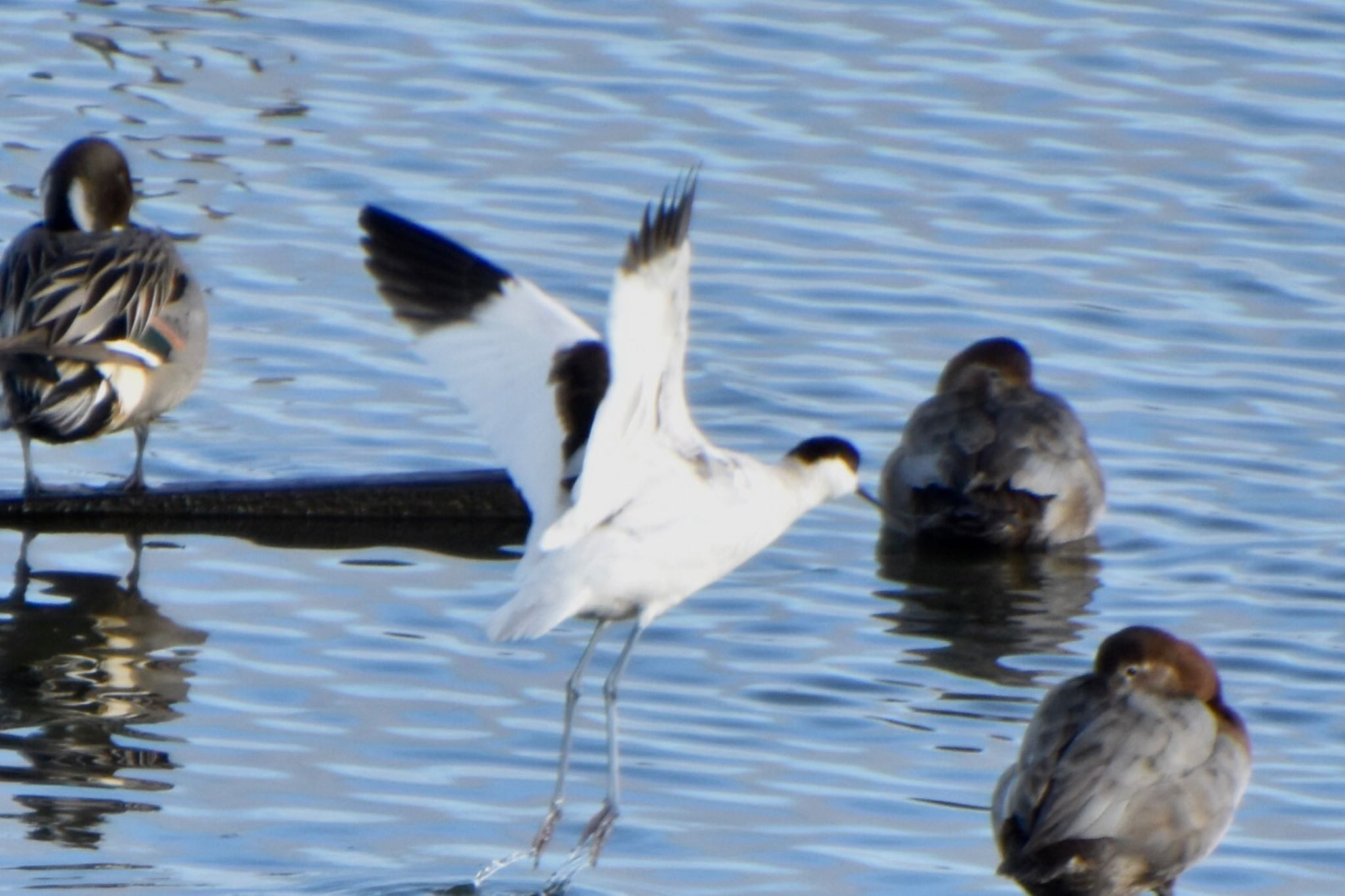 Photo of Pied Avocet at 米子水鳥公園 by 遼太